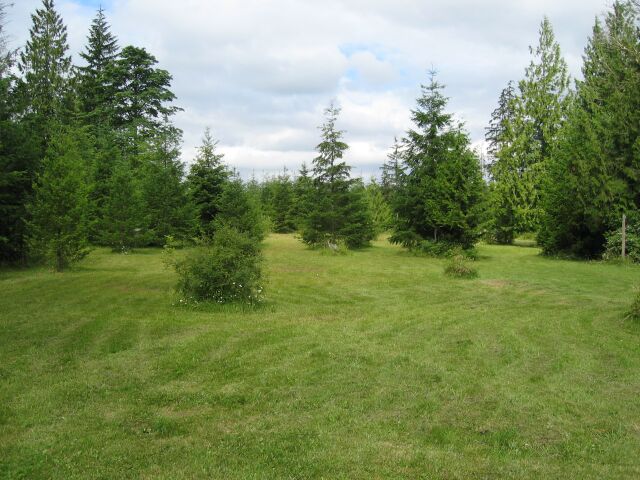 meadow1