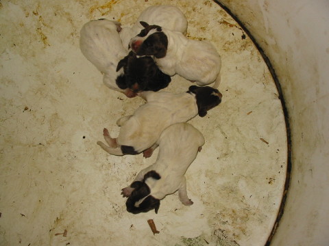 puppies1