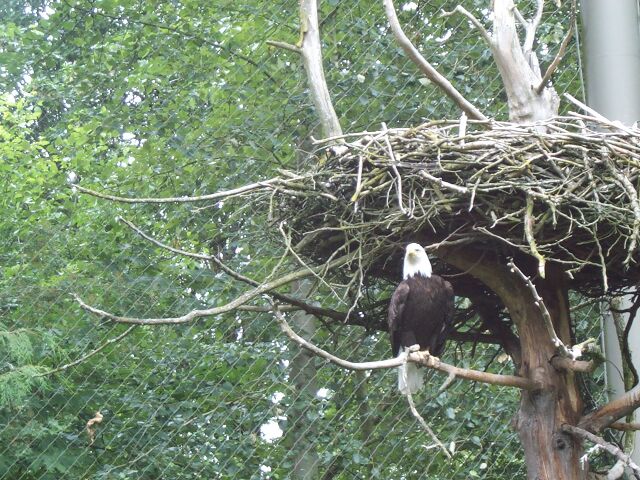 eagle1