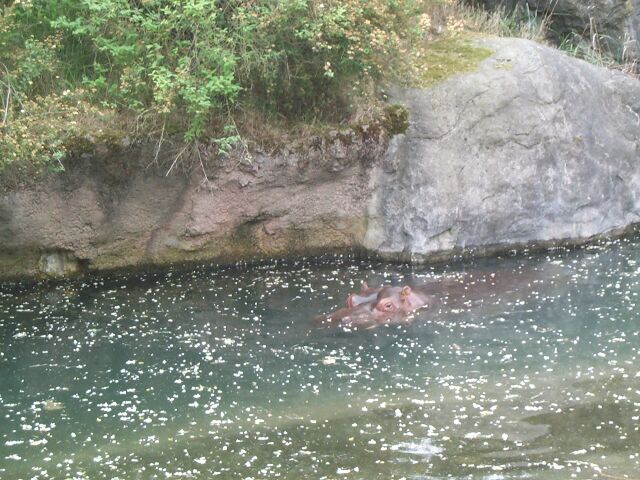 hippo1