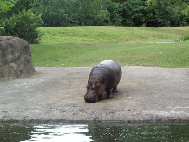 hippo2