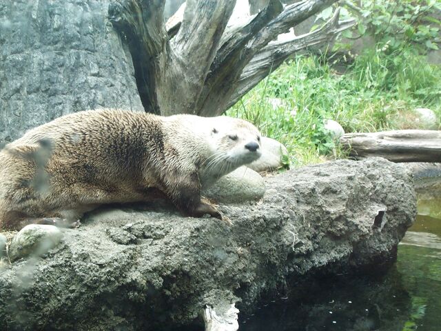 otter2