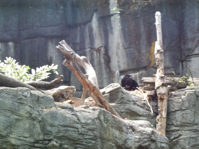 sunbear1