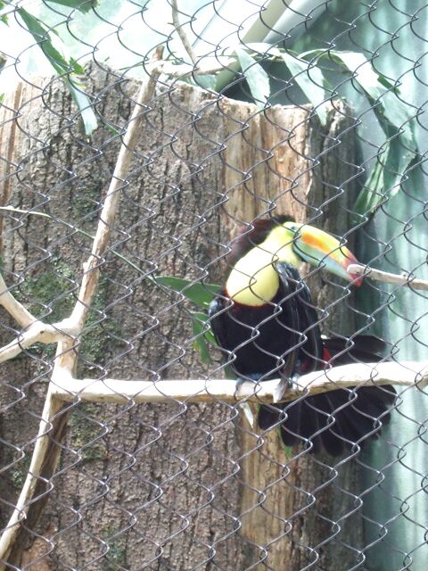 toucan1