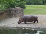 hippo3