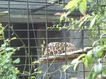 leopard2