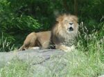 lion2