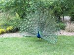 peacock1