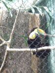 toucan1